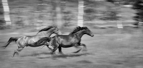 Born To Run