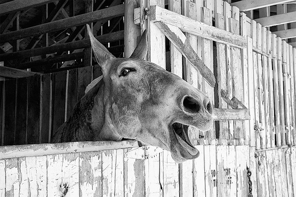 Unhappy Mule
