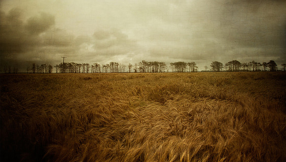 Wheat Field