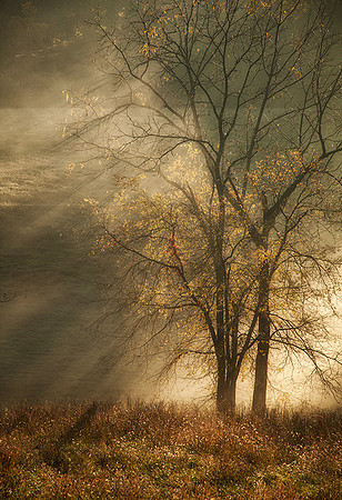 Rays Of Light