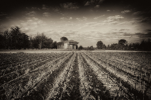 After The Harvest