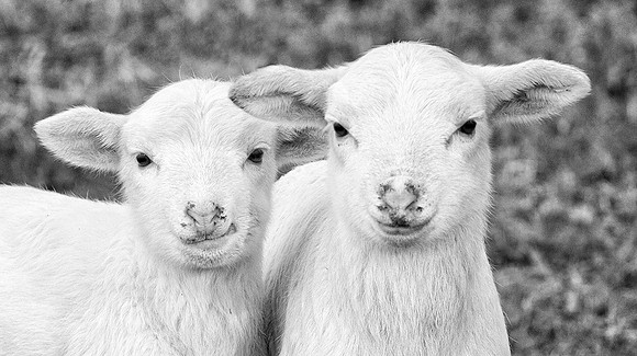 Twins