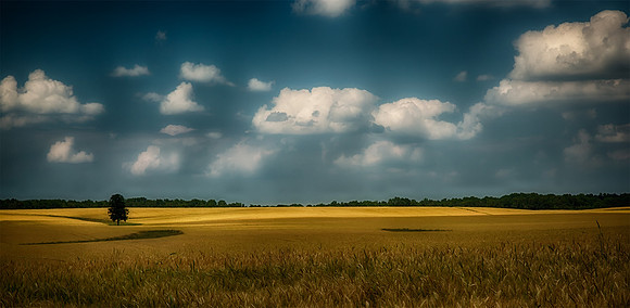 Amber Waves Of Grain