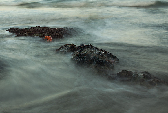 Sea Star