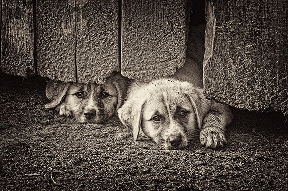 Double Trouble