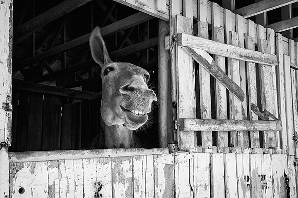 Happy Mule