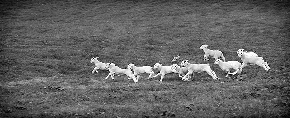 Running Of The Lambs