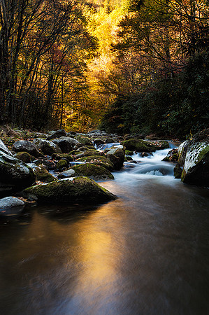 Golden Sunrise