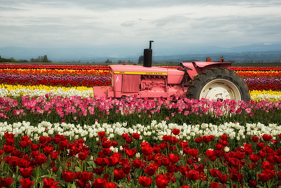 Pink Tractor