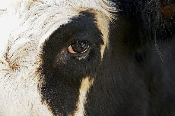 Mr. Moo Moo