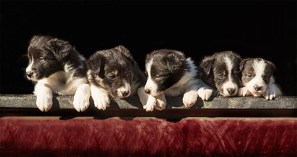 Jazzy's Puppies