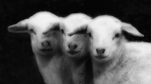 3 Sheep