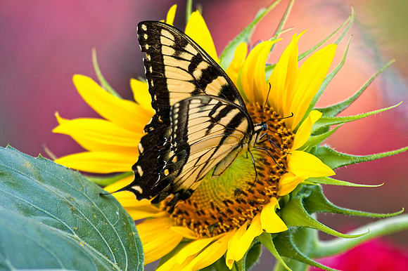 Monarch
