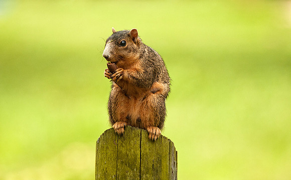 Fox Squirrel