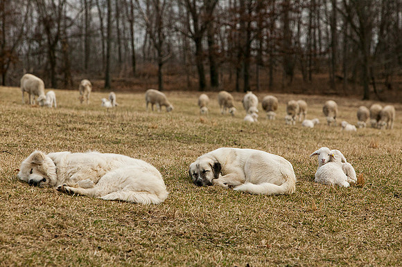 Nap Time
