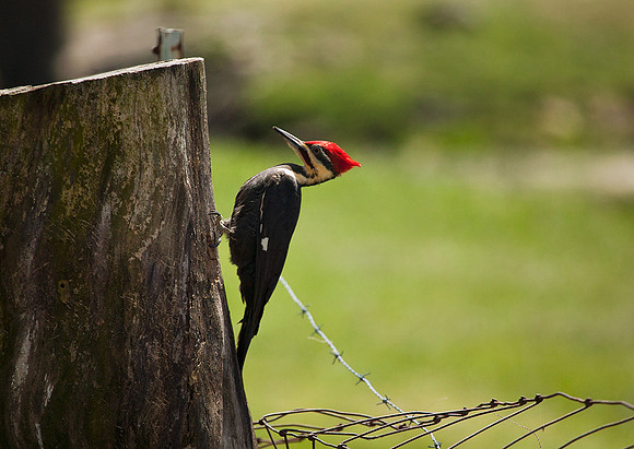 Pileated Woodpecker