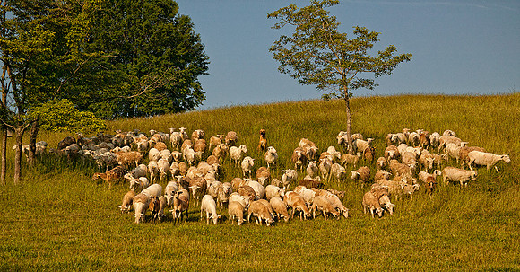 The Flock