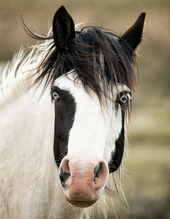Blue Eyes