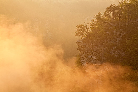 Foggy Dreamscape