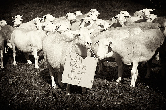 Will Work For Hay