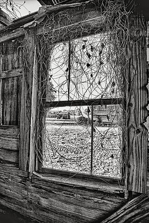 Looking Out