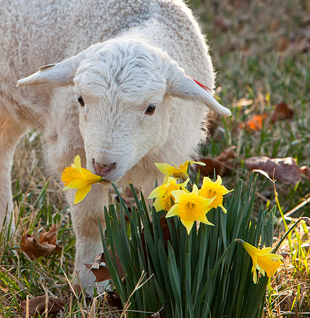 Spring Lamb