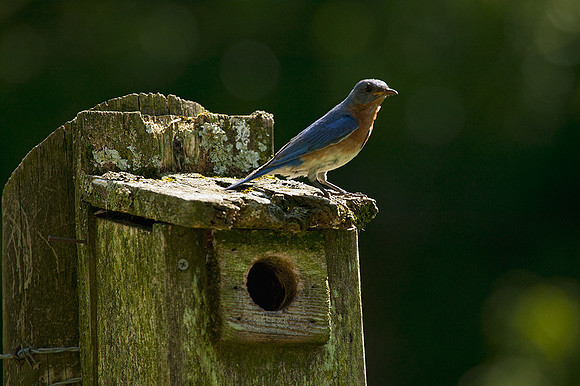 Nesting