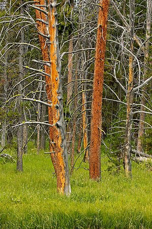 After The Fire