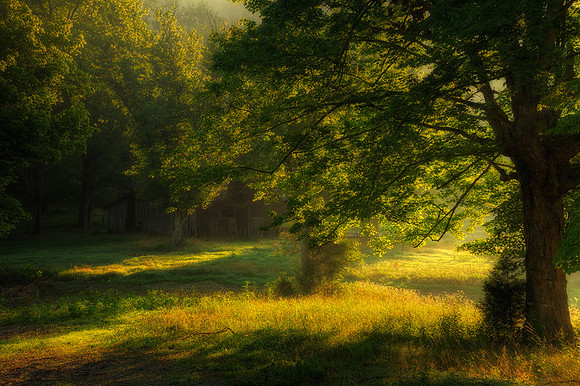Morning Glow