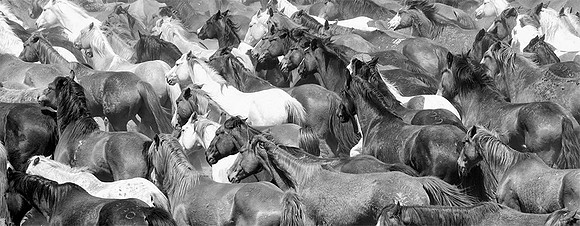 Sea of Horses
