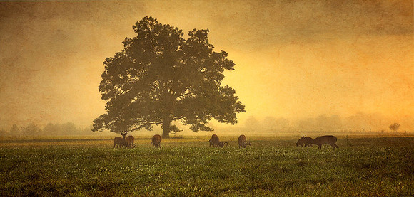 Cades Cove Sunrise