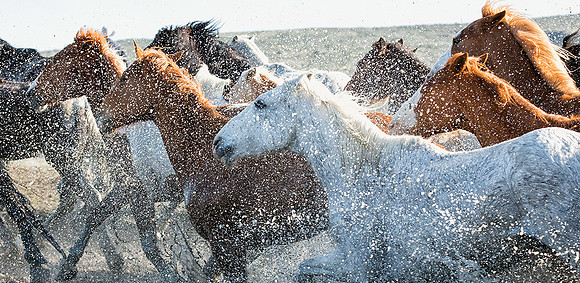 Splash